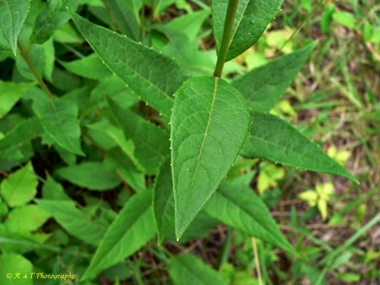 {Silphium latifolium}